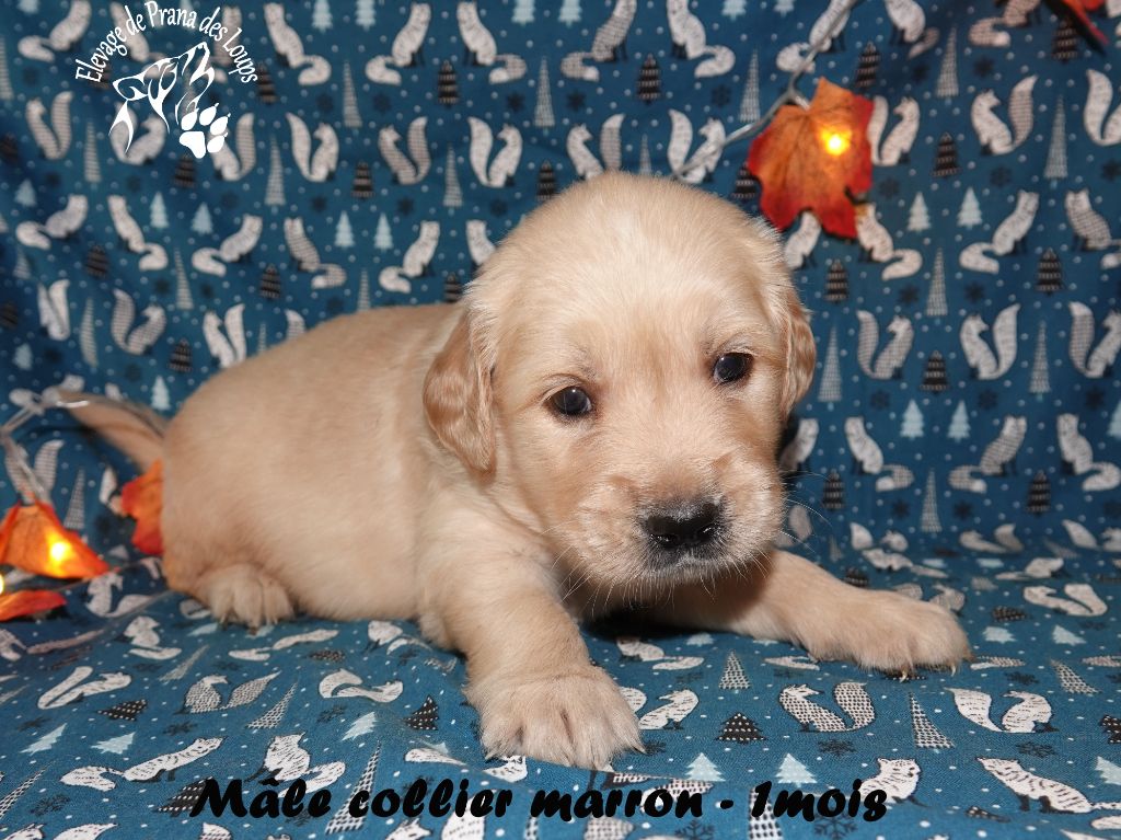 De Prana Des Loups - Chiots disponibles - Golden Retriever