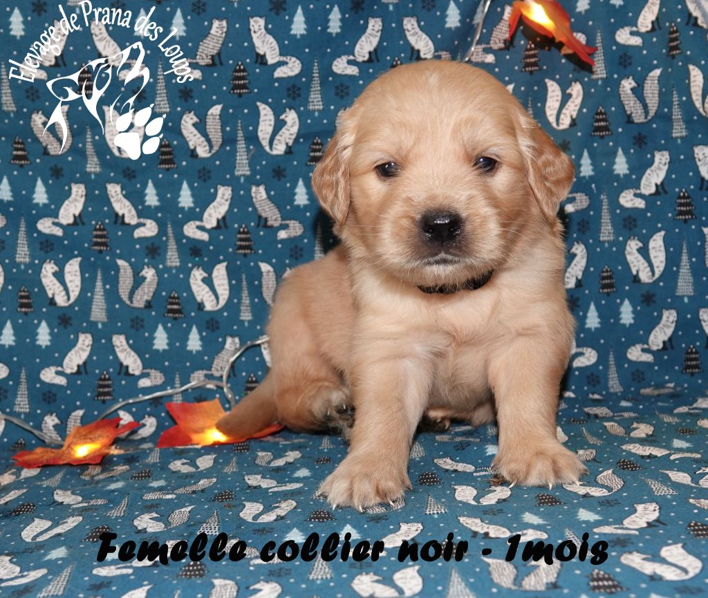 De Prana Des Loups - Chiots disponibles - Golden Retriever