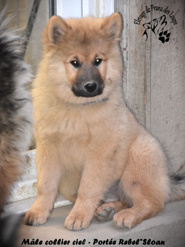 De Prana Des Loups - Chiots disponibles - Eurasier