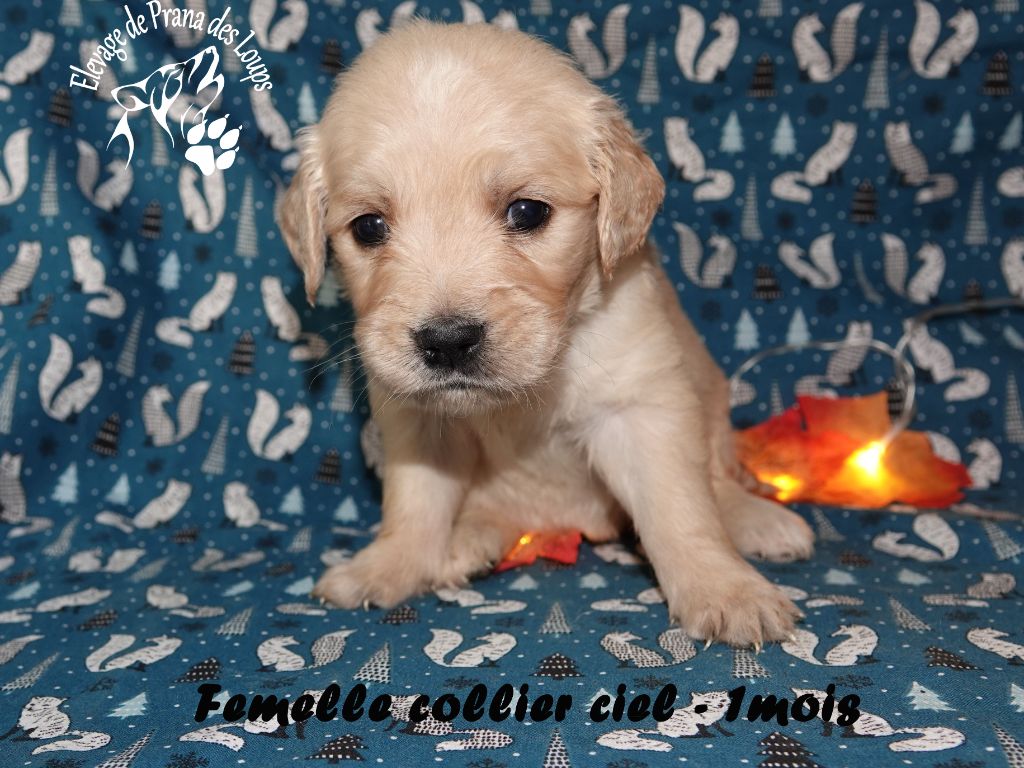 De Prana Des Loups - Chiots disponibles - Golden Retriever