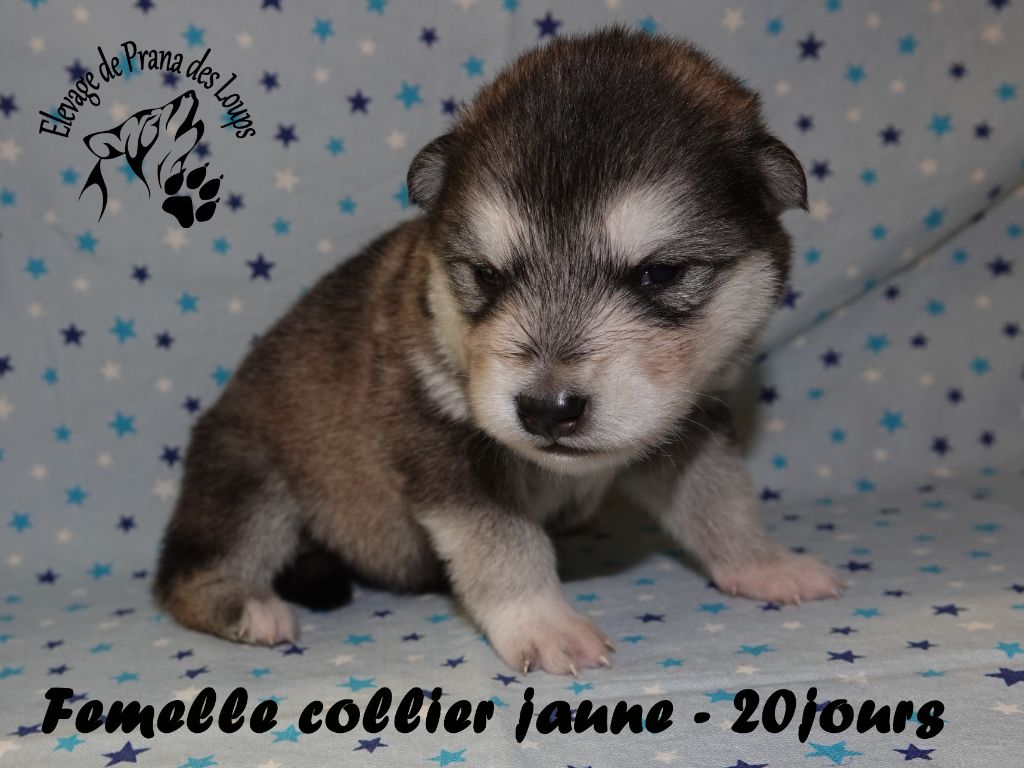 De Prana Des Loups - Chiots disponibles - Alaskan Malamute