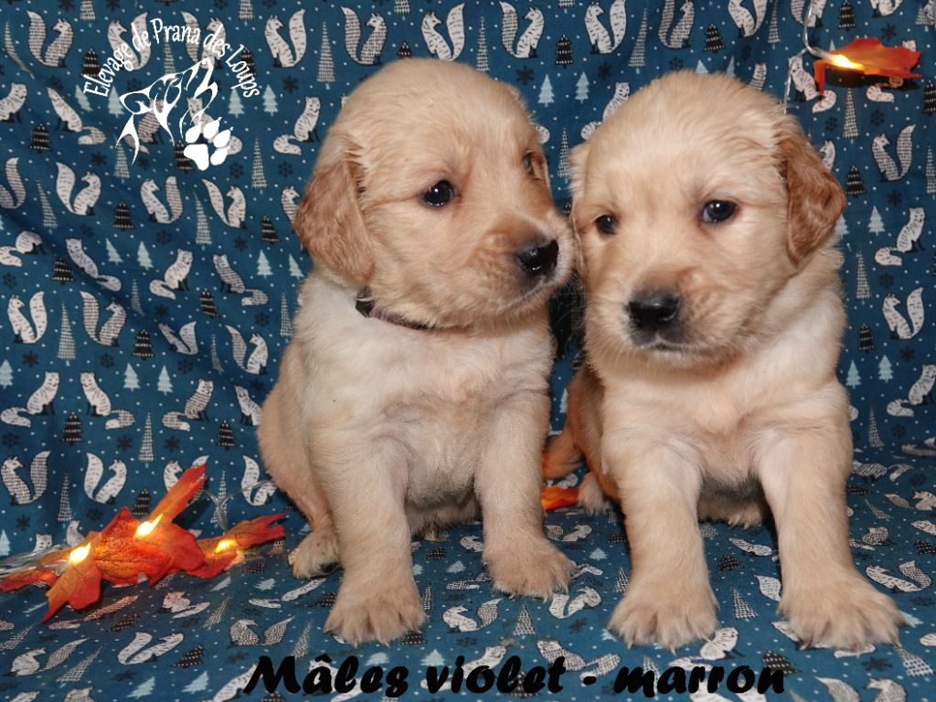 Chiot Golden Retriever De Prana Des Loups