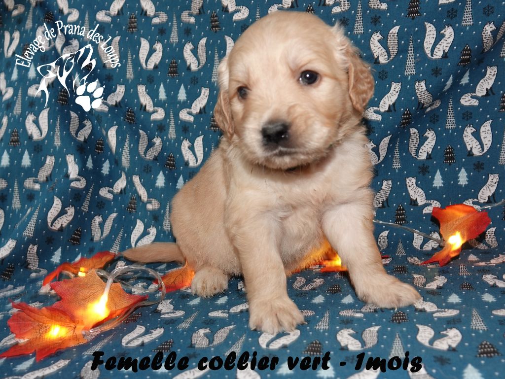 De Prana Des Loups - Chiots disponibles - Golden Retriever