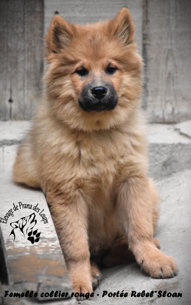 De Prana Des Loups - Chiots disponibles - Eurasier