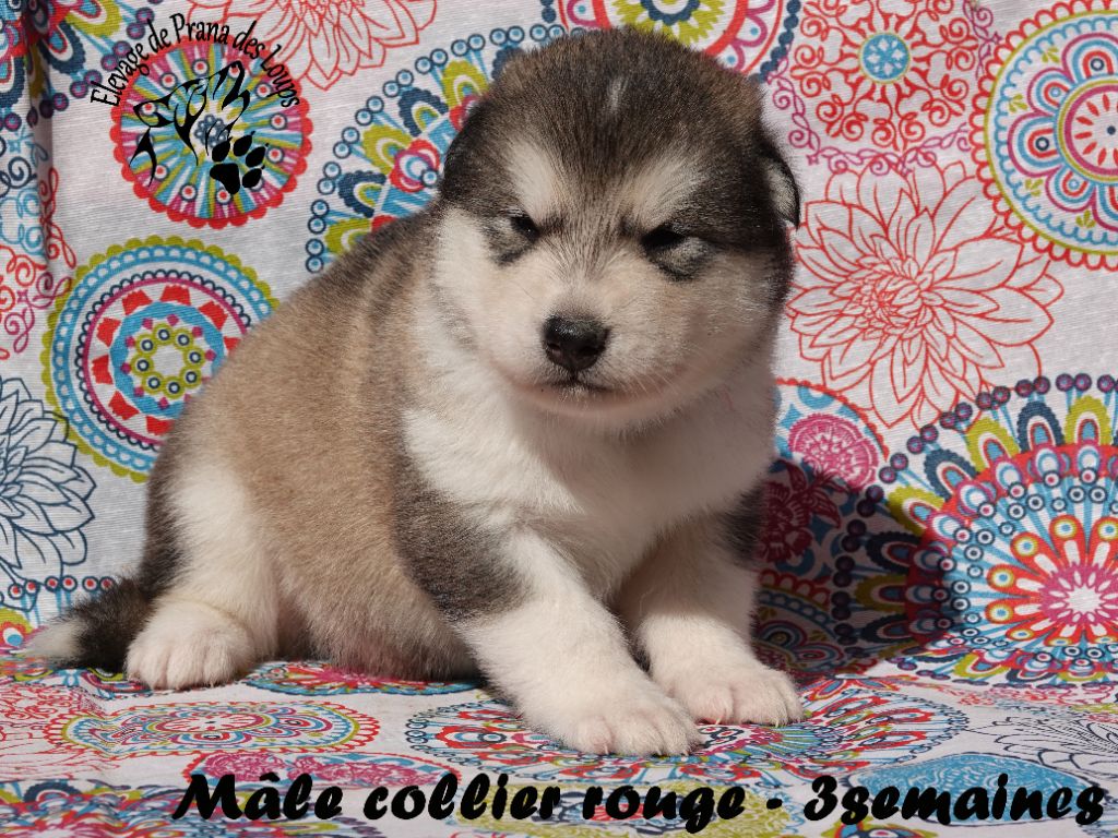De Prana Des Loups - Chiots disponibles - Alaskan Malamute
