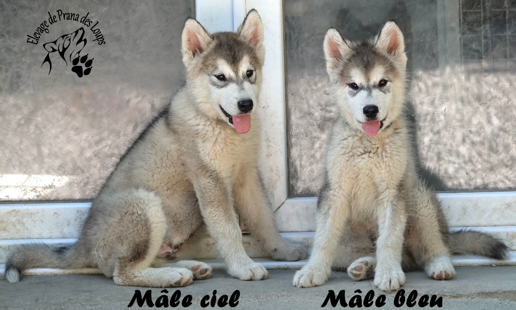 De Prana Des Loups - Alaskan Malamute - Portée née le 18/01/2025