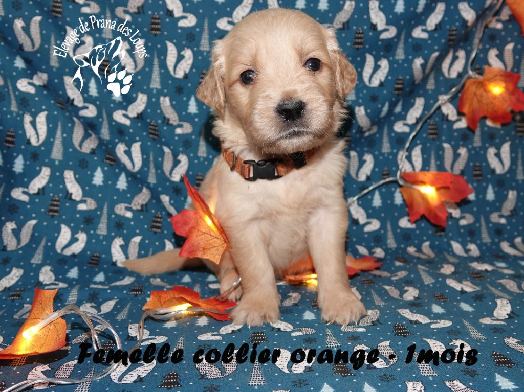 De Prana Des Loups - Chiots disponibles - Golden Retriever