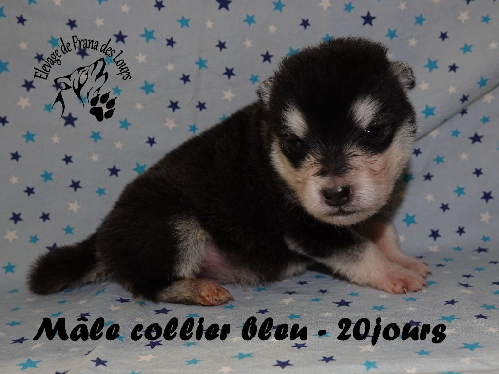 De Prana Des Loups - Chiots disponibles - Alaskan Malamute