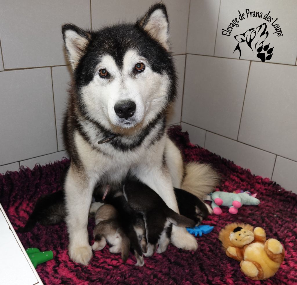 Chiot Alaskan Malamute De Prana Des Loups